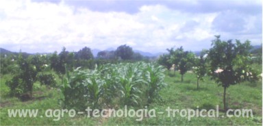 Asociación de cultivos de maíz con naranjas